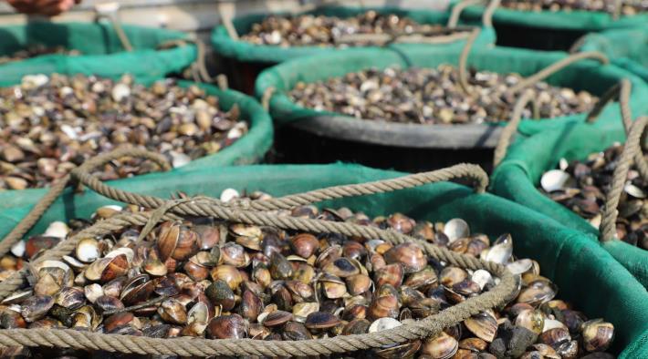 漁民收成的養殖文蛤死亡超過９成。