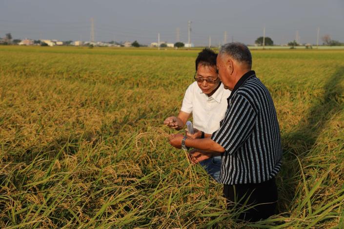 農改場人員與農民實勘稻作現況。