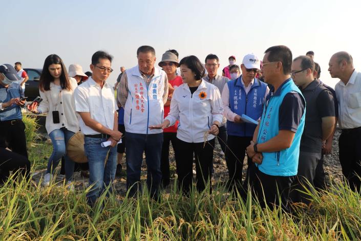 縣長張麗善本(11)月15日實際到稻田勘查後，指示農業處爭取救助，協助保障農民權益。