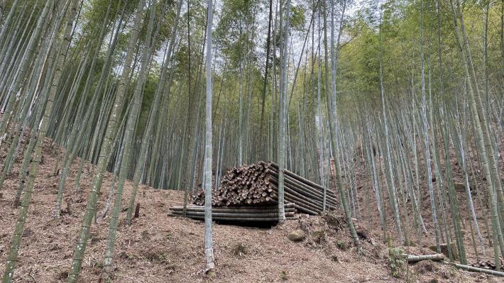 雲縣府先行啟動石壁竹林碳匯  發展竹林固碳增匯與永續經營以因應淨零排放