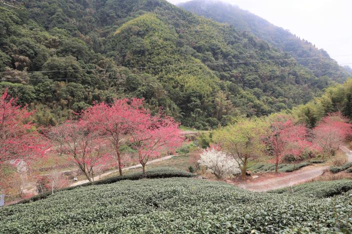 今年櫻花期自2月10日起至3月10日止，主要賞櫻處在青山坪農場、石壁九芎神木、美人谷等景點