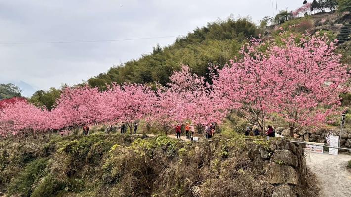 石壁櫻花盛開9成  3週湧入超過40萬賞櫻民眾!