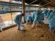台西鄉土雞場發生H5N1禽流感疫情