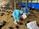 虎尾鎮土雞場發生H5N1禽流感疫情 