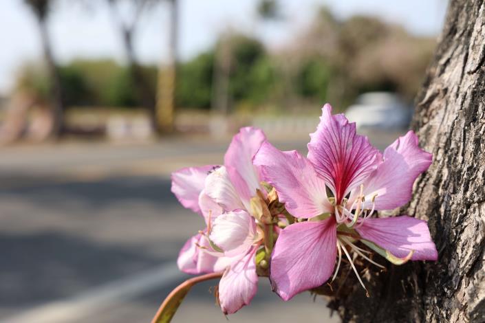 每年3、4月印度櫻花(羊蹄甲)盛開，在土庫崙內社區（馬光國中前）綻放出長達2公里多、美不勝收的櫻花大道