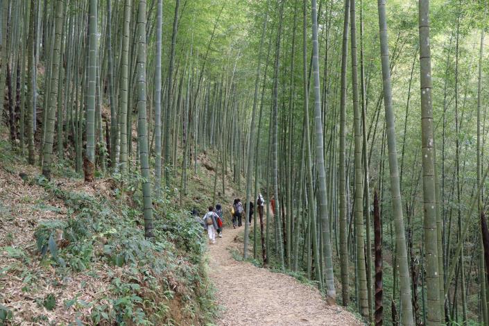 竹創森園區高濃度的芬多精負離子，能幫助身心放鬆