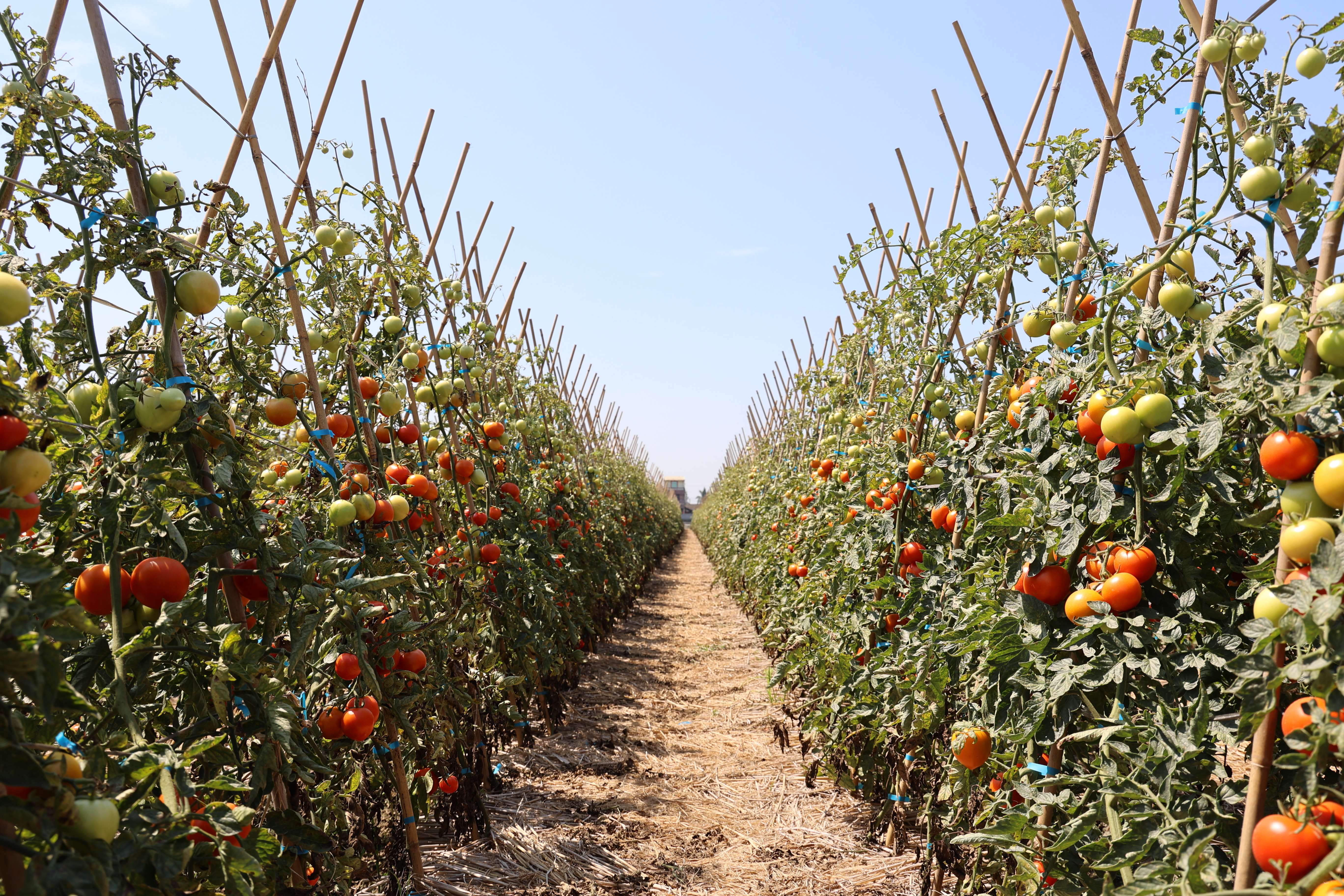 雲林地區牛番茄栽種面積約500公頃