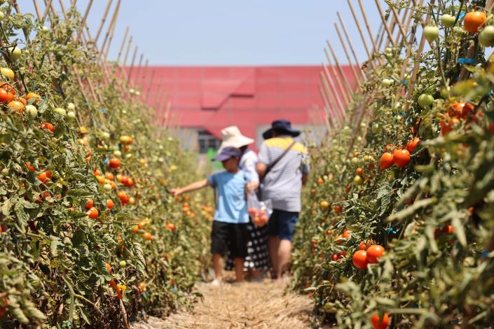假日好天氣，民眾走入田間體驗食農教育，從採果活動中學習關於牛番茄農業知識。