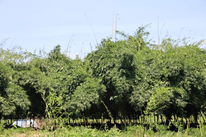 斗南盛產烏殼綠竹筍、馬鈴薯及絲瓜，其中烏殼綠竹筍更是全台第一，是台灣最早也最主要的烏殼綠竹筍產區