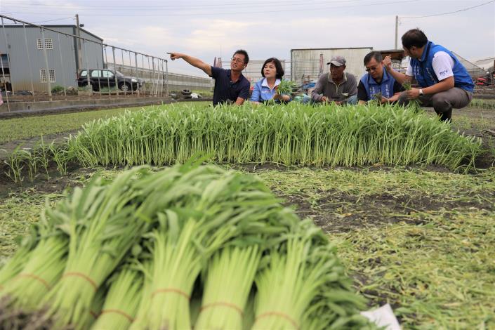 張麗善縣長今前往莿桐鄉巡視蔬菜主要產區農友防颱整備情形