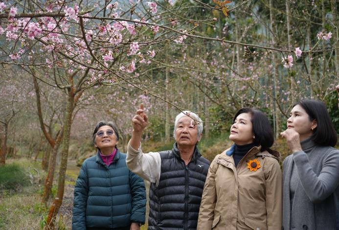 草嶺石璧青山坪農場櫻花已陸續綻放。