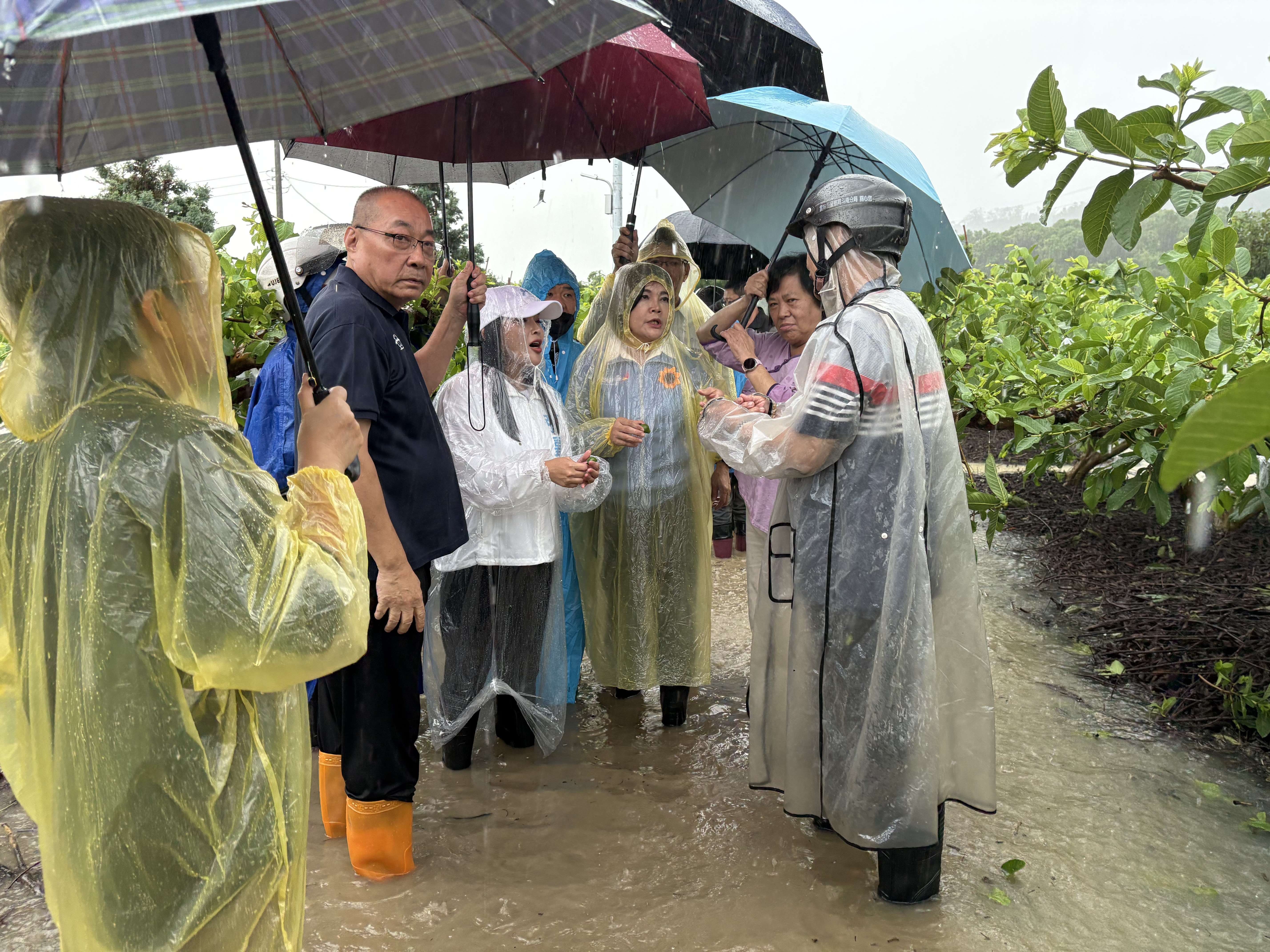 張麗善縣長會勘古坑番石榴農損情形