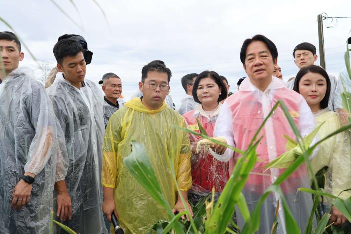 玉米田主:元長鄉雜糧產銷班第29斑斑長邱茗莊(中 著黃色雨衣)說明  受損倒伏的玉米完成無法收成 