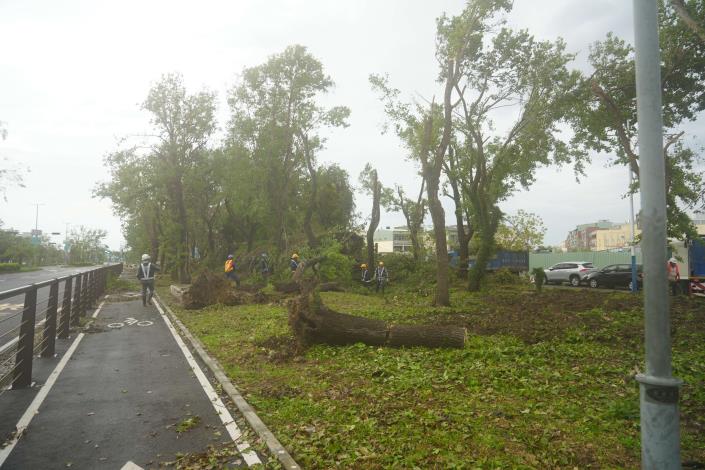 雲林縣支援嘉市救災人員清理道路倒伏路樹。