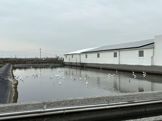 鷺鷥群於曬池魚塭覓食