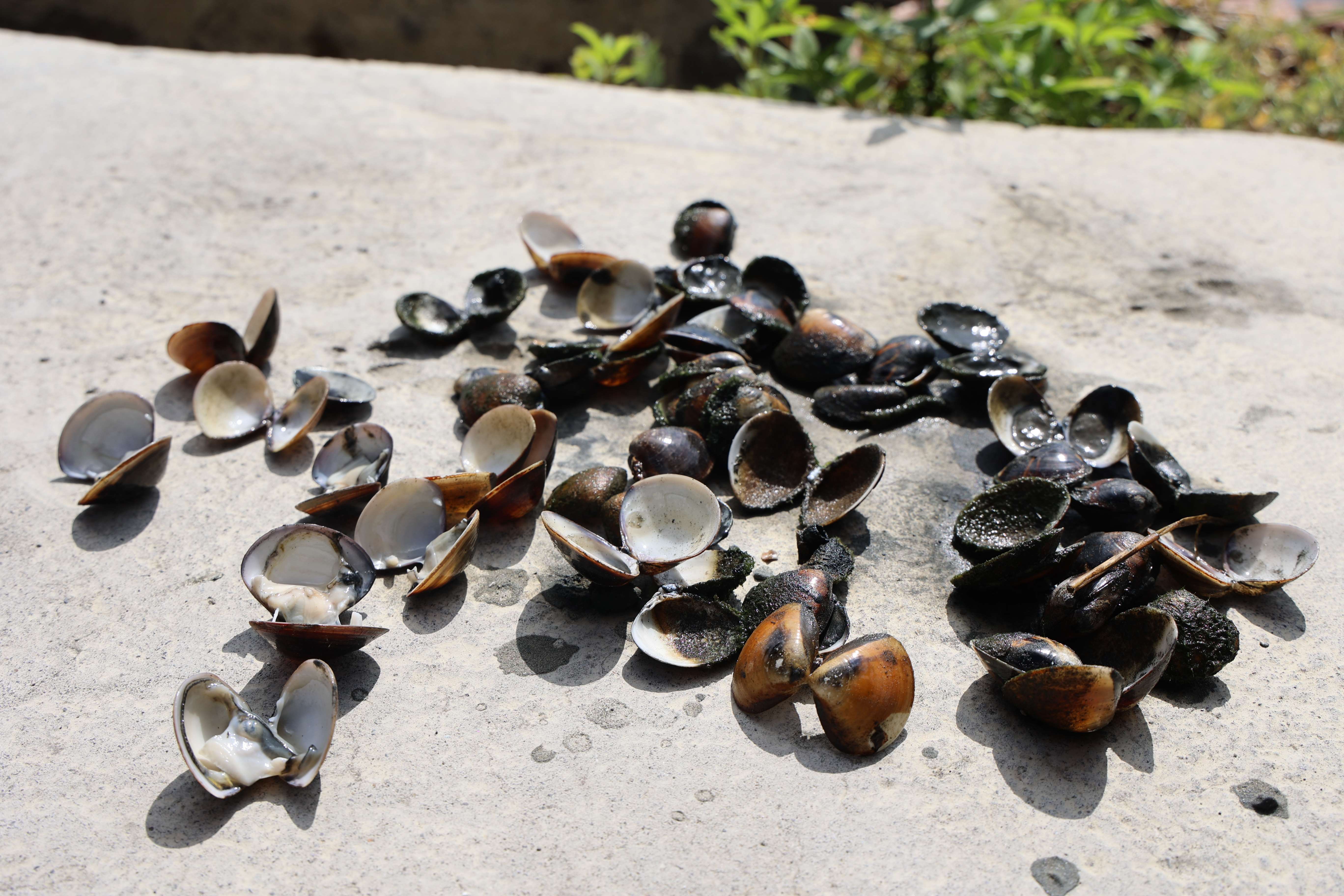 受丹娜絲颱風及0728西南氣流連續暴雨 雲林沿海養殖文蛤出現延遲性災損大量死亡
