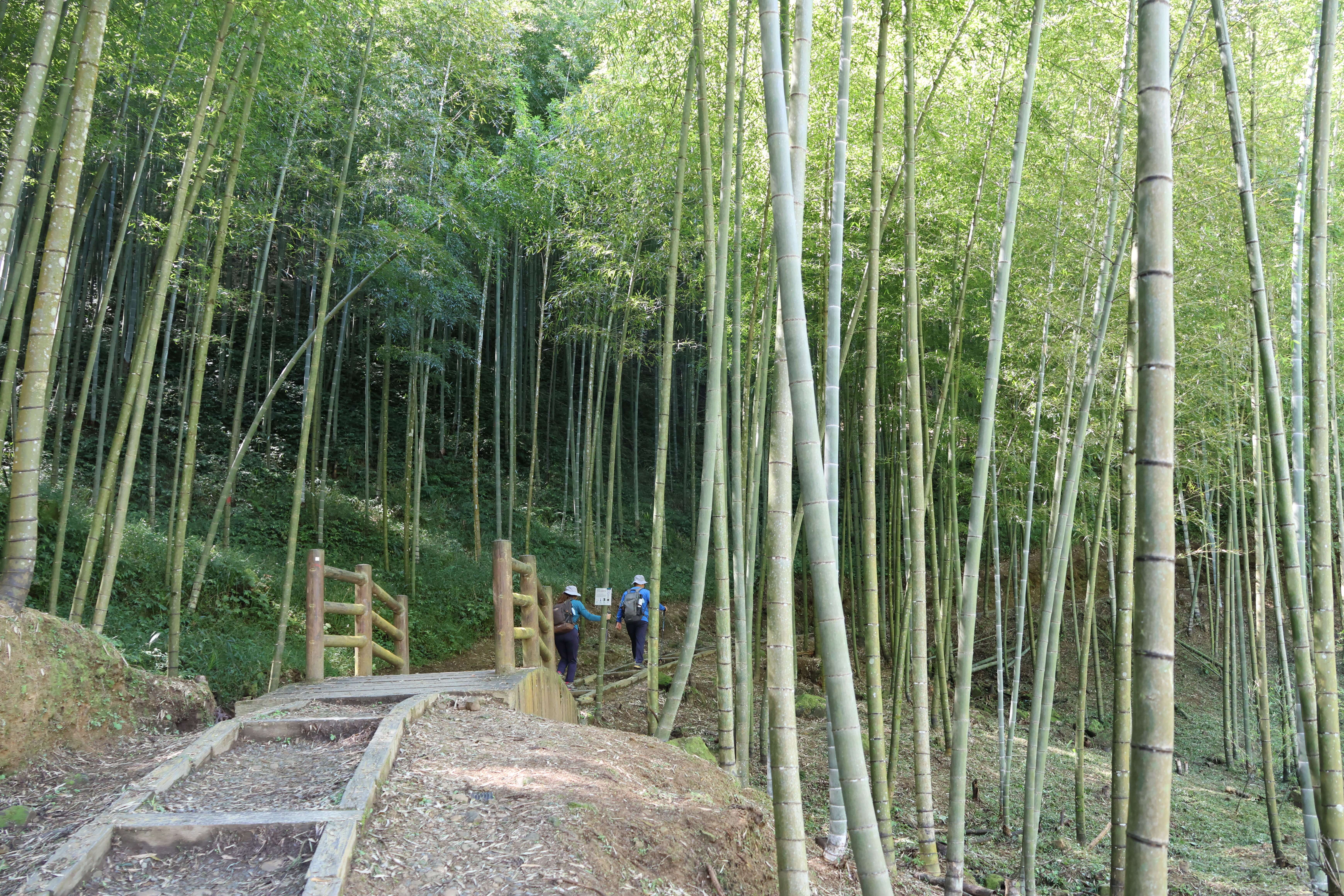 打造無藥而癒的森林療癒園區 張麗善縣長邀你與自然對話放鬆身心