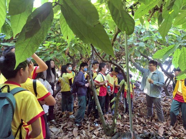 後埔國小師生認識可可樹、品嚐可可果實