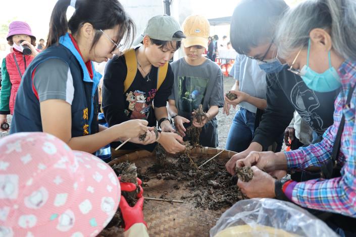 現場民眾體驗酸菜醃製過程