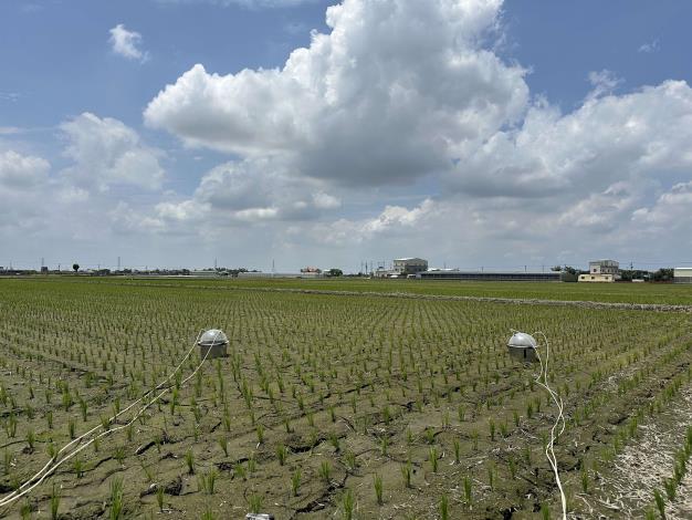 雲林縣推動低碳稻作計畫,透過施用特定益生菌製劑,降低水稻田溫室氣體排放。