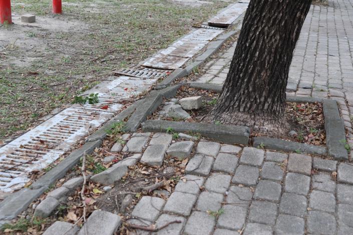 經實際現勘,大橋公園內大樹竄根造成地磚破損不平、排水系統毀損,設備老舊,確實有待改善