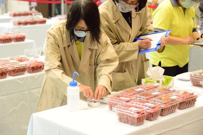 評鑑現場進行果實糖度測定