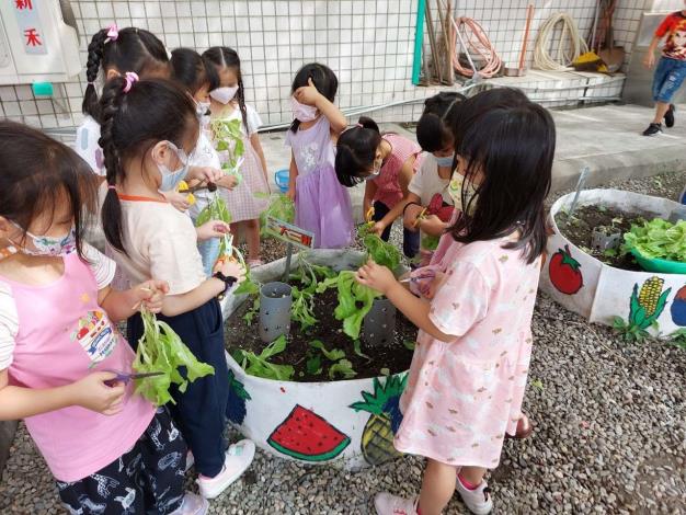 LINE_ALBUM_2022112大三班食農教育菜園的蔬菜大豐收!_221124_7
