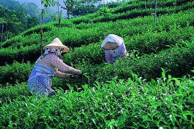 坪頂茶園