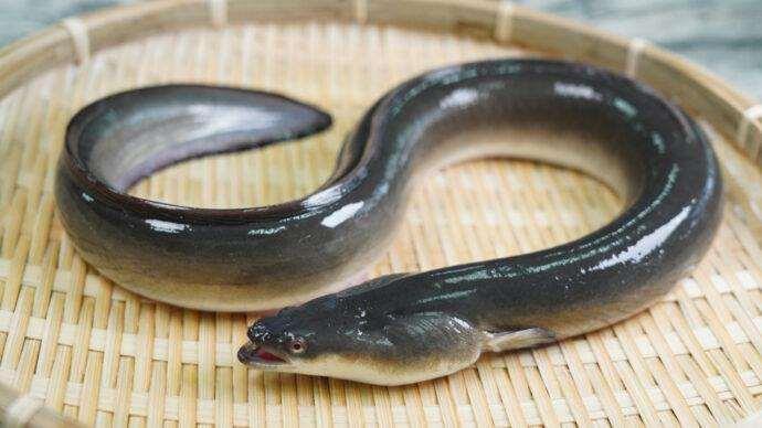 鰻魚