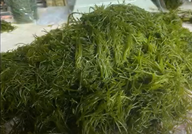 巧味芽