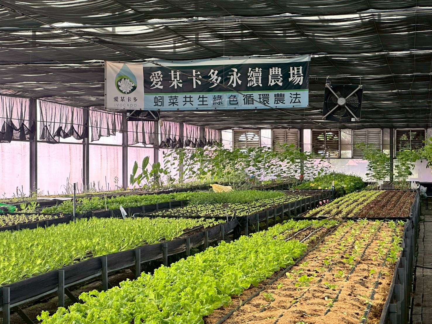 愛某卡多